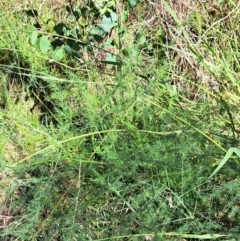 Asparagus officinalis at Mount Majura (MMS) - 7 Mar 2024 10:49 AM