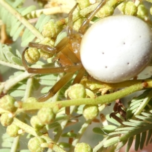 Thomisus spectabilis at Flea Bog Flat to Emu Creek Corridor - 7 Mar 2024