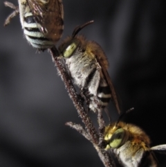 Amegilla (Zonamegilla) asserta (Blue Banded Bee) at Higgins, ACT - 4 Mar 2024 by pinnaCLE