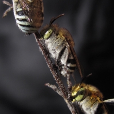 Amegilla (Zonamegilla) asserta (Blue Banded Bee) at Higgins, ACT - 4 Mar 2024 by pinnaCLE