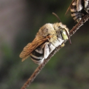 Amegilla (Zonamegilla) asserta at Higgins, ACT - 4 Mar 2024