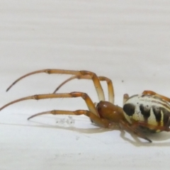 Phonognatha graeffei (Leaf Curling Spider) at Flea Bog Flat to Emu Creek Corridor - 7 Mar 2024 by JohnGiacon