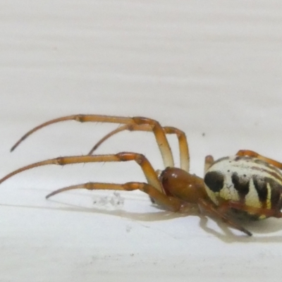 Phonognatha graeffei (Leaf Curling Spider) at Flea Bog Flat to Emu Creek Corridor - 7 Mar 2024 by JohnGiacon