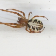 Phonognatha graeffei at Emu Creek Belconnen (ECB) - 7 Mar 2024