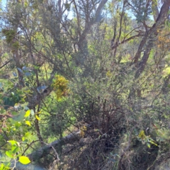 Bursaria spinosa subsp. lasiophylla (Australian Blackthorn) at Mount Majura (MMS) - 6 Mar 2024 by abread111
