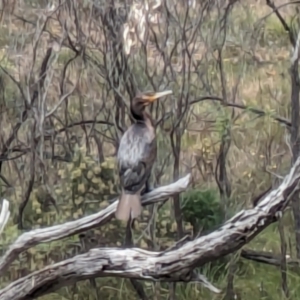 Phalacrocorax carbo at Mount Majura - 6 Mar 2024