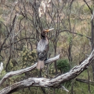 Phalacrocorax carbo (Great Cormorant) at Mount Majura - 6 Mar 2024 by WalterEgo