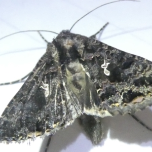 Chrysodeixis subsidens at Emu Creek Belconnen (ECB) - 7 Mar 2024