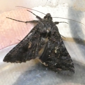 Chrysodeixis subsidens at Emu Creek Belconnen (ECB) - 7 Mar 2024