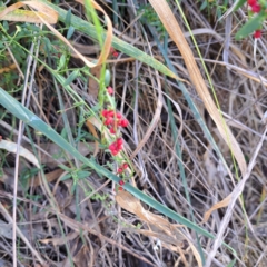 Einadia nutans (Climbing Saltbush) at Mount Majura - 6 Mar 2024 by abread111