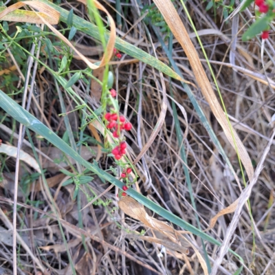 Einadia nutans (Climbing Saltbush) at Mount Majura (MMS) - 6 Mar 2024 by abread111