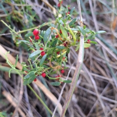 Einadia nutans at Mount Majura (MMS) - 7 Mar 2024 10:45 AM