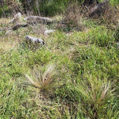 Nassella trichotoma (Serrated Tussock) at Hackett, ACT - 6 Mar 2024 by abread111