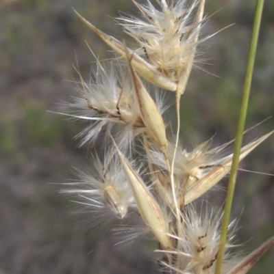 Rytidosperma laeve (Bare-backed Wallaby Grass) at Umbagong District Park - 27 Feb 2024 by pinnaCLE