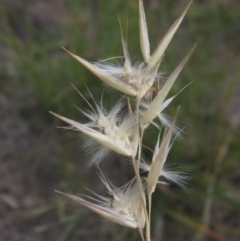 Rytidosperma laeve at Umbagong District Park - 27 Feb 2024 03:11 PM