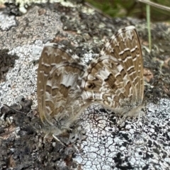 Theclinesthes serpentata (Saltbush Blue) at Mount Ainslie - 24 Feb 2024 by Pirom