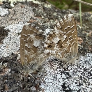 Theclinesthes serpentata at Mount Ainslie - 24 Feb 2024 06:01 PM