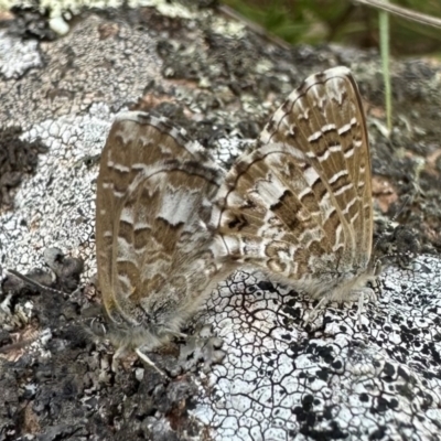 Theclinesthes serpentata (Saltbush Blue) at Ainslie, ACT - 24 Feb 2024 by Pirom