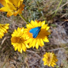 Pollanisus (genus) (A Forester Moth) at Mount Majura (MMS) - 7 Mar 2024 by abread111