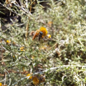 Chrysopilus sp. (genus) at Mount Majura (MMS) - 7 Mar 2024