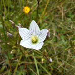 Gentianella cunninghamii subsp. cunninghamii (Cunningham's Snow Gentian) at Bemboka, NSW - 6 Mar 2024 by forest17178