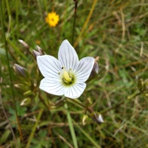 Gentianella cunninghamii subsp. cunninghamii at suppressed - 6 Mar 2024