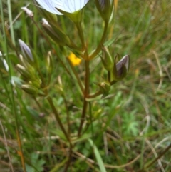 Gentianella cunninghamii subsp. cunninghamii at suppressed - 6 Mar 2024