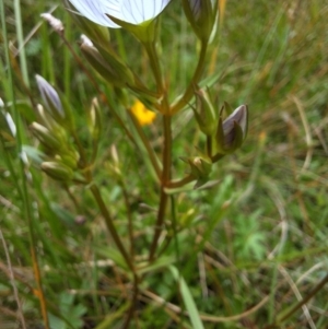 Gentianella cunninghamii subsp. cunninghamii at suppressed - 6 Mar 2024