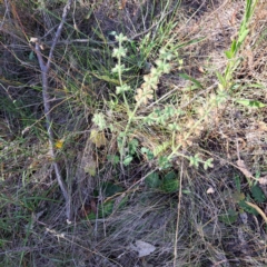 Salvia verbenaca var. verbenaca (Wild Sage) at Mount Majura - 7 Mar 2024 by abread111