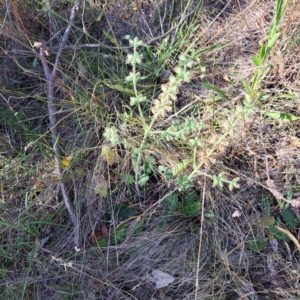 Salvia verbenaca var. verbenaca at Mount Majura - 7 Mar 2024