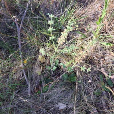 Salvia verbenaca var. verbenaca (Wild Sage) at Hackett, ACT - 6 Mar 2024 by abread111