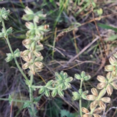 Salvia verbenaca var. verbenaca at Mount Majura - 7 Mar 2024