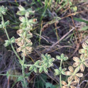 Salvia verbenaca var. verbenaca at Mount Majura - 7 Mar 2024