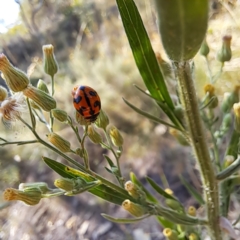 Coccinella transversalis (Transverse Ladybird) at Hackett, ACT - 6 Mar 2024 by abread111