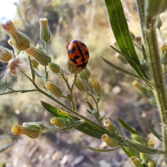 Coccinella transversalis at Mount Majura (MMS) - 7 Mar 2024 10:15 AM