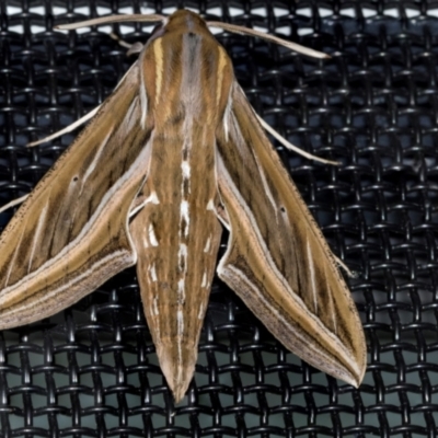 Hippotion celerio (Vine Hawk Moth) at Higgins, ACT - 5 Mar 2024 by AlisonMilton
