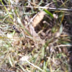 Lasioglossum (Chilalictus) sp. (genus & subgenus) at Mount Majura (MMS) - 7 Mar 2024