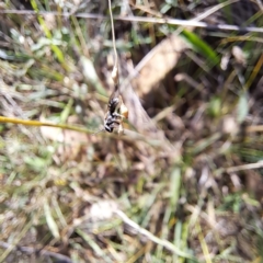 Lasioglossum (Chilalictus) sp. (genus & subgenus) at Mount Majura (MMS) - 7 Mar 2024