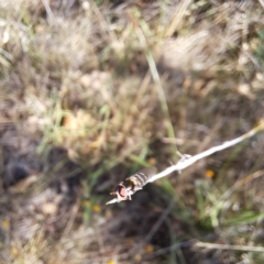 Syrphini (tribe) (Unidentified syrphine hover fly) at Mount Majura (MMS) - 7 Mar 2024 by abread111