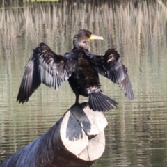 Phalacrocorax carbo (Great Cormorant) at Dickson Wetland Corridor - 7 Mar 2024 by AlisonMilton