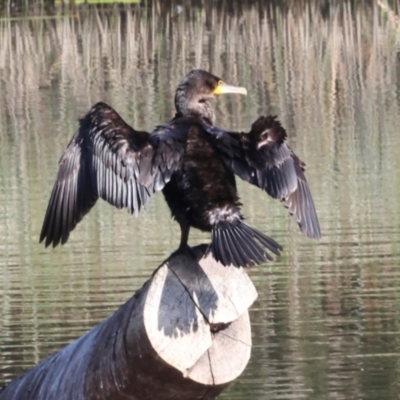 Phalacrocorax carbo (Great Cormorant) at Dickson Wetland Corridor - 7 Mar 2024 by AlisonMilton