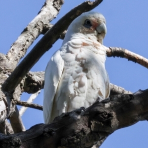 Cacatua sanguinea at Dickson Wetland Corridor - 7 Mar 2024