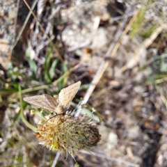 Scopula rubraria (Reddish Wave, Plantain Moth) at Mount Majura (MMS) - 6 Mar 2024 by abread111