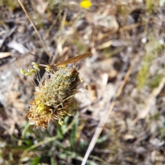 Scopula rubraria at Mount Majura (MMS) - 7 Mar 2024 10:01 AM