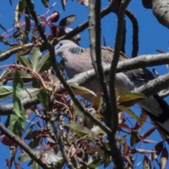 Spilopelia chinensis (Spotted Dove) at Dickson, ACT - 6 Mar 2024 by AlisonMilton