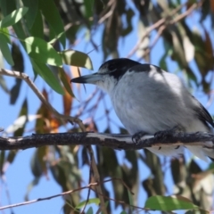 Cracticus torquatus (Grey Butcherbird) at Dickson Wetland Corridor - 7 Mar 2024 by AlisonMilton