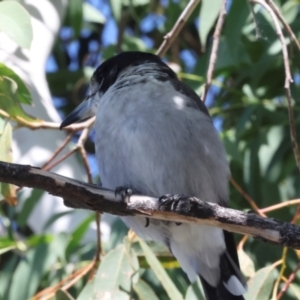 Cracticus torquatus at Dickson Wetland Corridor - 7 Mar 2024