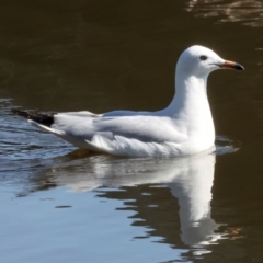 Chroicocephalus novaehollandiae (Silver Gull) at Dickson Wetland - 6 Mar 2024 by AlisonMilton