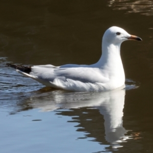 Chroicocephalus novaehollandiae at Dickson Wetland Corridor - 7 Mar 2024