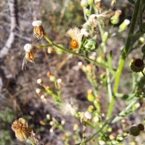 Hippodamia variegata at Mount Majura (MMS) - 7 Mar 2024